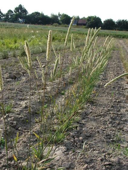 Přírodní rostliny – 3. stránka – PlantaNaturalis.com