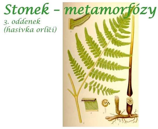 PPT - ROSTLINNÉ ORGÁNY PowerPoint Presentation, free download - ID:3171442