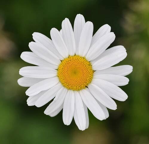 PKR/Leucanthemum vulgare – Wikiverzita