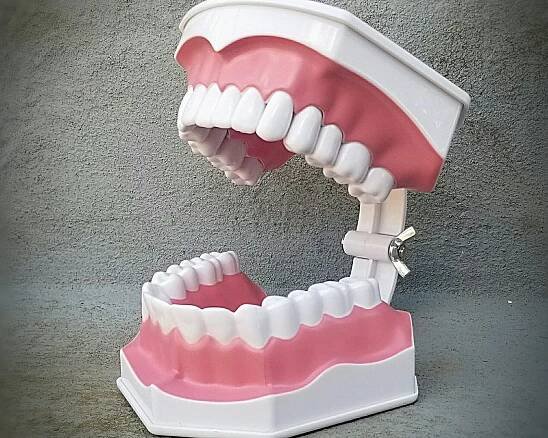 Slide 1 for Large Dental Model, Oversized Plastic Teeth Oddity