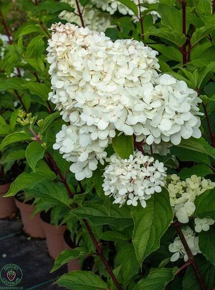 hortenzia-grandiflora