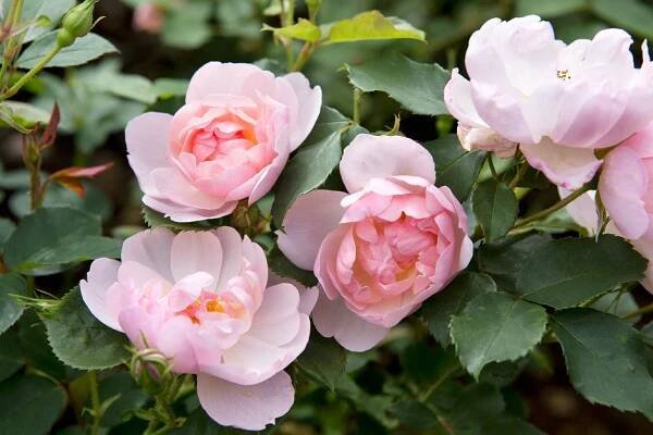 2048x1365-Shrub-roses-LI3166673