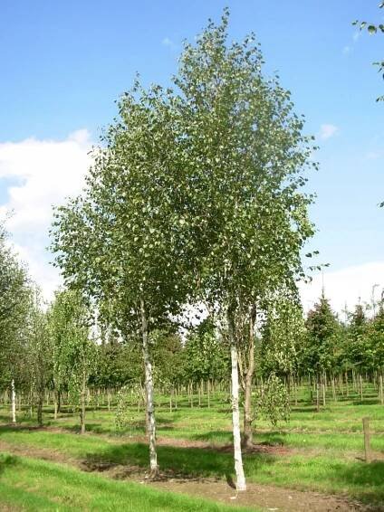 Bříza užitečná DOORENBOS Latinský název betula utilis