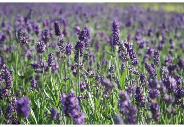 OBI Levandule "Felice Light Blue" průměr květináče cca 17 cm Lavandula angustifo nakoupit u OBI