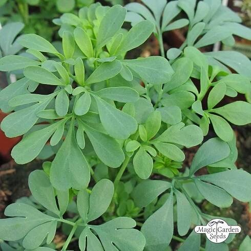 BIO Routa vonná od Magic Garden Seeds - Přírodní zahrady