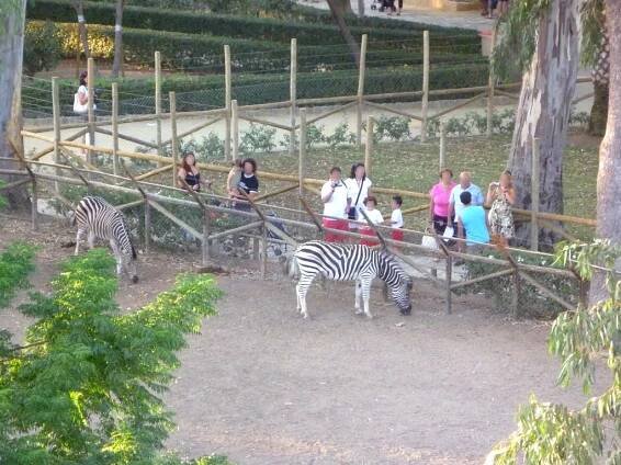 Ayamonte - Equus quagga