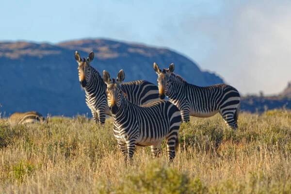 tři výstražné cape mountain zebra čelí kamery - lichokopytníci - stock snímky, obrázky a fotky