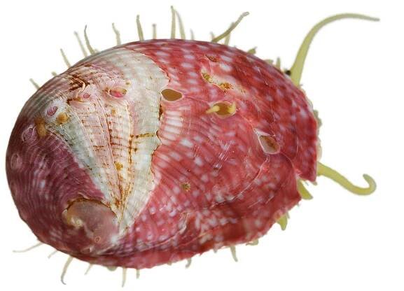 A red abalone is pictured