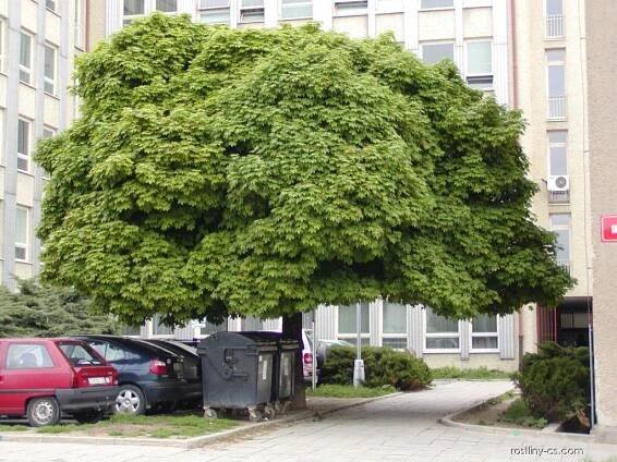 Javor mléč - Acer platanoides Globosum