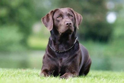 Chocolate Labrador: Everything You Need To Know