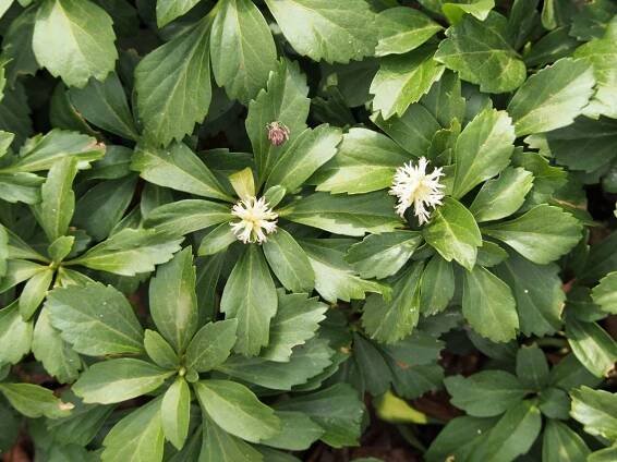 Půdopokryvná rostlina Pachysandra terminalis