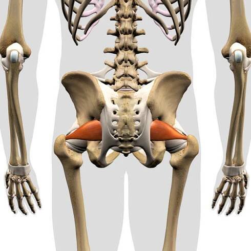 mužské piriformis svaly izolované v zadním pohledu na kostru - kyčelním kostem - stock snímky, obrázky a fotky