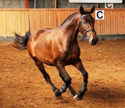 WinnerHorses foto 2