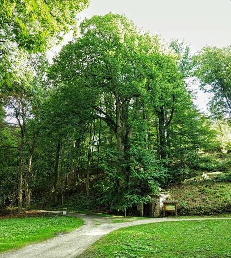 Fotogaléria • Lípa u zámeckého pivovaru (Významný strom) • Mapy.com