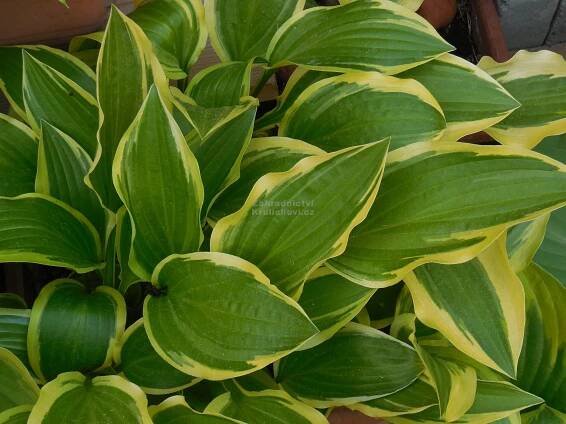 Hosta " Yellow Splash Rim " - bohyška Zahradnictví Krulichovi - zahradnictví, květinářství, trvalky, skalničky, bylinky