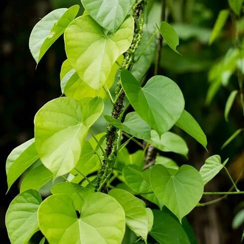 Giloy plant