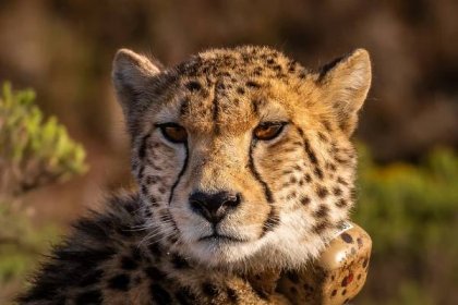 Gepard: Šelma známá jakožto nejrychlejší suchozemské zvíře