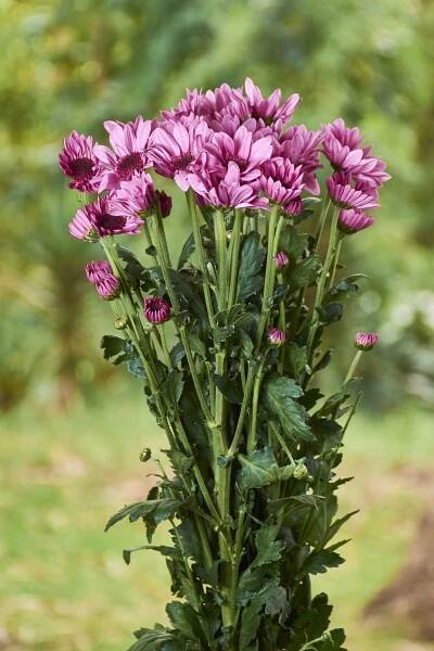 POMPON PREMIUM - Flores Silvestres