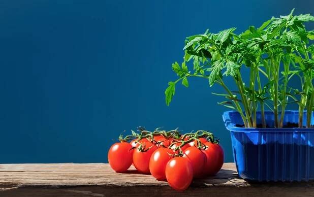 Growing Tomatoes in Pots - Tips for Successful Cultivation