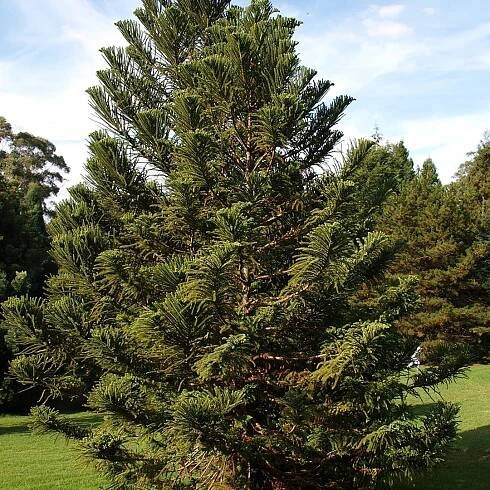 Araucaria.cz - Blahočety přímo od specialisty