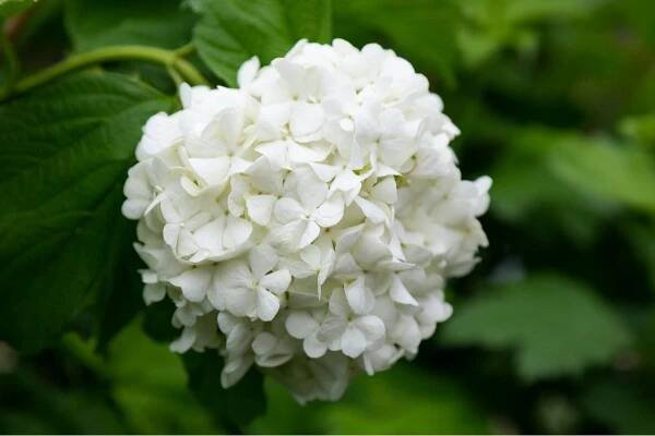 Growing Hydrangeas In Pots - 15 Things You Need To Know