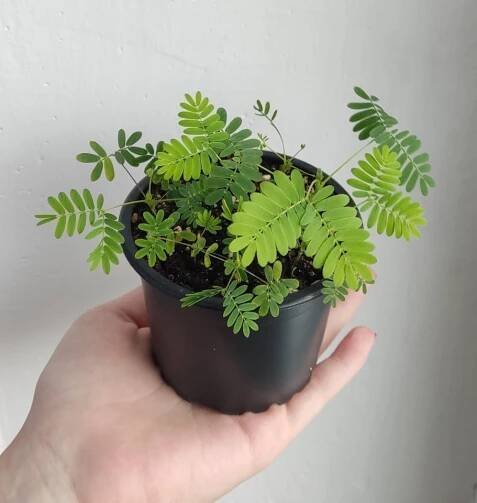 Mimosa pudica/citlivka stydlivá