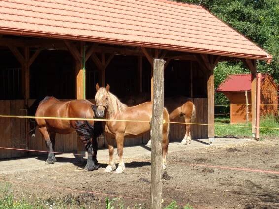 Međimurje Horse Stud, Žabnik