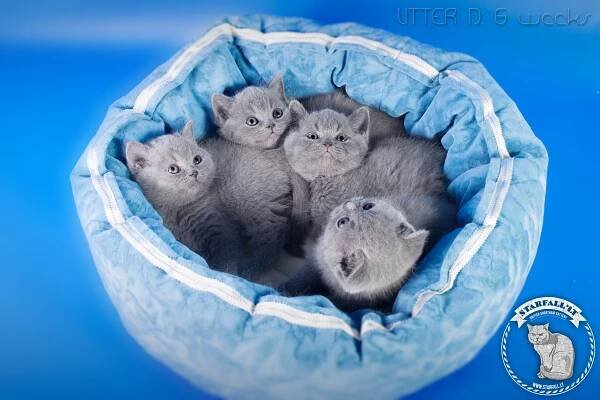 D Litter | British Shorthair kittens | STARFALL*LT