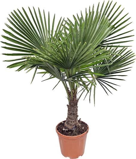 Piardino Konopná palma Trachycarpus fortunei; velikost květináče: 36 l