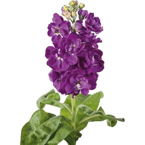 Matthiola incana - Centum - Deep Blue