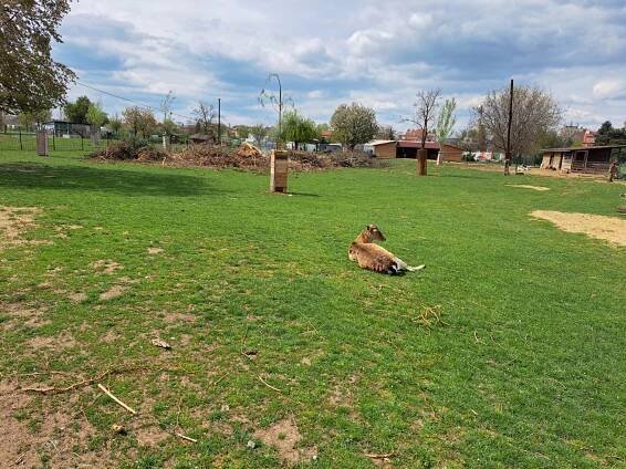 Jižanský dvorek – největší bezplatná ZOO v Brně - Brněnská máma