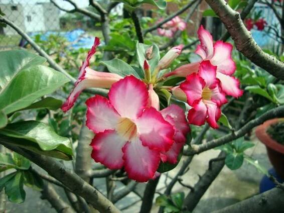 Adenium