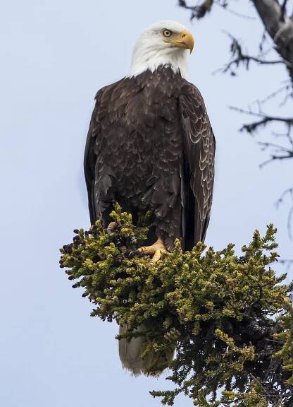 #bald eagle – @americasgreatoutdoors on Tumblr