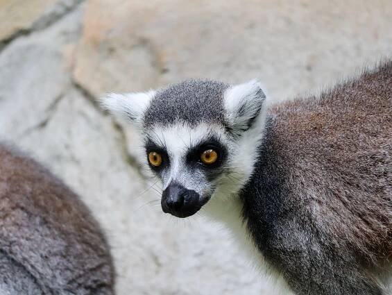 Zoo Olomouc – boží zoo na Svatém Kopečku | PrimaVylety.cz