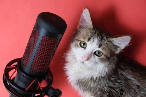 Sonido gato-1