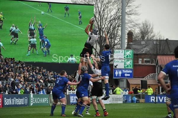 Leinster-Zebre-011