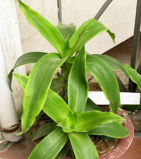 Kalísie voňavá (Callisia fragrans)
