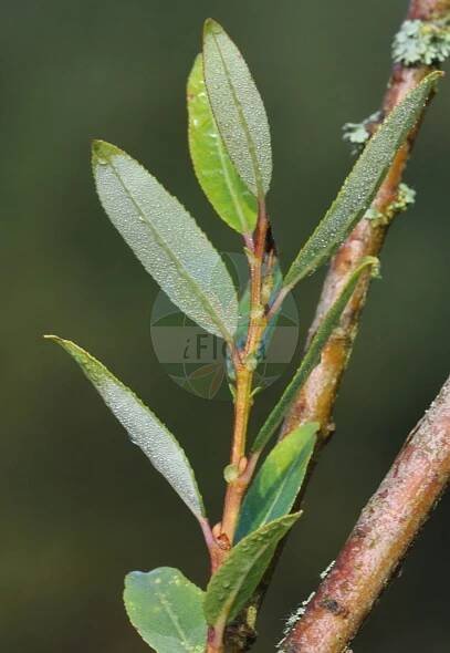 Salix triandra - Salicaceae,Plantae,Pteridobiotina,Angiosperms,Malpighiales,Salicaceae,Salix,Salix triandra,Diplusion undulata, Gruenera amygdaloides, Nestylix amygdalina, Nestylix hopeana, Nestylix villarsiana, Pleiarina triandra, Salix alopecuroides, Salix amygdalina, Salix amygdalina var. androgyna, Salix amygdalina var. concolor, Salix amygdalina var. discolor, Salix armena, Salix armena, Salix fursaevii, Salix hoffmanniana, Salix hoppeana, Salix lanceolata, Salix medwedewii, Salix semperflorens, Salix spectabilis, Salix tenuiflora, Salix trevirani, Salix trevirani, Salix triandra f. androgyna, Salix triandra f. angustifolia, Salix triandra f. barbulata, Salix triandra f. brevipes, Salix triandra f. gracilis, Salix triandra f. longipedunculata, Salix triandra f. longisquamis, Salix triandra f. sandomiriensis, Salix triandra f. semperflorens, Salix triandra f. villarsiana, Salix triandra f. villosiuscula, Salix triandra f. vulgaris, Salix triandra subsp. concolor, Salix triandra subsp. discolor, Salix triandra var. abortiva, Salix triandra var. androgyna, Salix triandra var. angustifolia, Salix triandra var. concolor, Salix triandra var. discolor, Salix triandra var. discolor, Salix triandra var. diversifolia, Salix triandra var. glaucophylla, Salix triandra var. monstruosa, Salix triandra var. stipularis, Salix triandra var. triandra, Salix varia, Salix venusta, Salix venusta, Salix villarsiana,Mandel-Weide;Bereifte Mandel-Weide;Fuchsschwanz-Weide;almond willow;almond leaf willow;almond-leaf willow;almond-leaved willow;french willow;Osier brun;Saule à trois étamines;saule à feuilles d'amandier;osier franc;osier rouge;saule amandier;saule amandier d'Espagne;mimbrera oscura;sarga negra;sargatilla blanca;sargatilla borde;sargatilla negra;sauce abigarrado;sauce almendro;sauce almendruño;sauce de dos colores;sauce negro;Salice da ceste;salice triandro;amandelwilg;salgueiro-com-folhas-de-amendoeira;белолоз;белотал;ива миндалелистная;ива миндальная;ива трёхтычинковая;bağ söğüdü;shelg;salze triandre;vrba žuta;mandelpil;mandel-pil;wierzba migdałowa;wierzba trójpręcikowa;mandljasta vrba;mandulalevelű fűz;vrba trojmužná;vŕba trojtyčinková;верба тритичинкова;тритичинкова върба;loogapaju;vesipaju;vicu vītols;mandelpil;jokipaju;бадемаста врба;arvat sheloshet-ha'avkanim;עַרְבַת שְׁלוֹשֶׁת-הָאַבְקָנִים;krantinis gluosnis;αμυγδαλοϊτιά;ιτιά