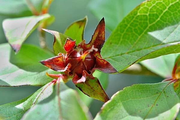 Stevarcie čínská - Stewartia sinensis