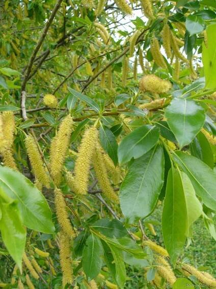 Vrba pětimužná - Salix pentandra