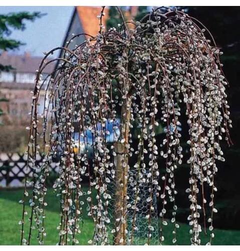 Salix caprea 'KILMARNOCK' (Pendula) - vrba převislá