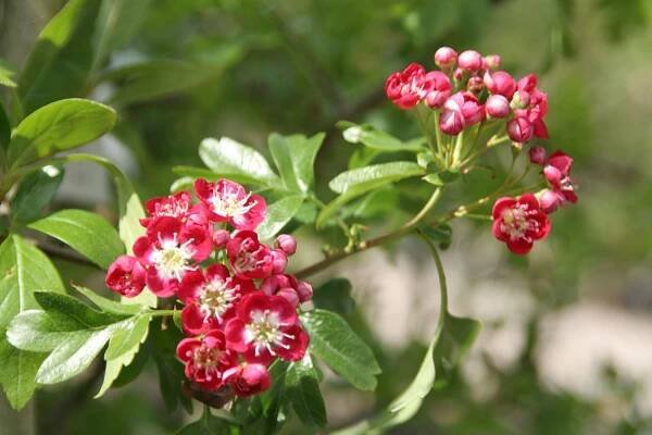 Crataegus laevigata Crimson Cloud