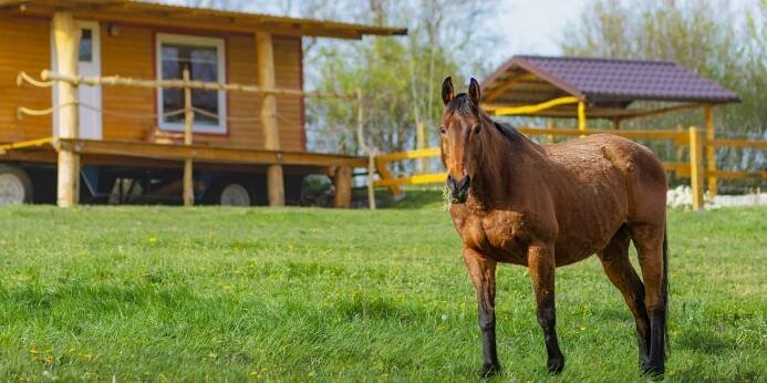 Ranč s koňmi a minizoo: pobyt v karavanu, chatce aj. - Obrázek 4