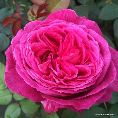 Freifrau_Caroline_16vUv9T078Xbub