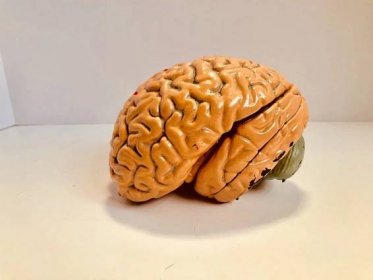 lidský mozek