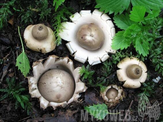 Geastrum fimbriatum - hvězdovka brvitá - Mykoweb