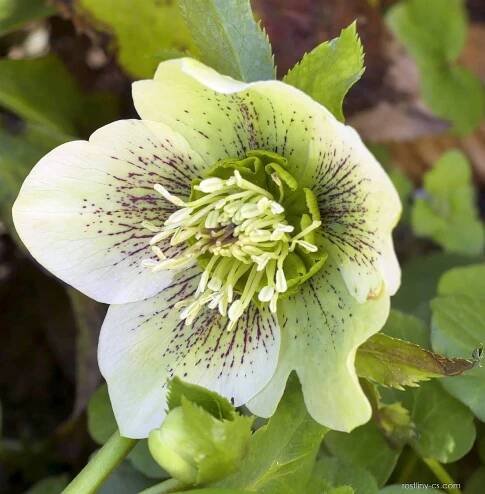 Čemeřice východní (Helleborus orientalis)