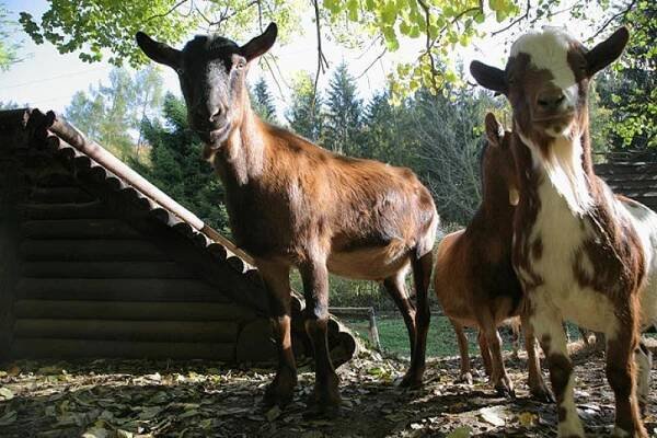 Ranč U Jelena foto 13