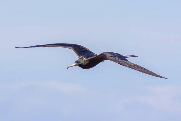 Magnificent Frigatebird, female
