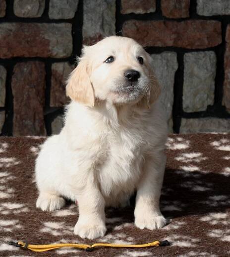 Golden Sirius - Chovná stanice - Zlatý retrívr - Vrh „D“ Golden Sirius